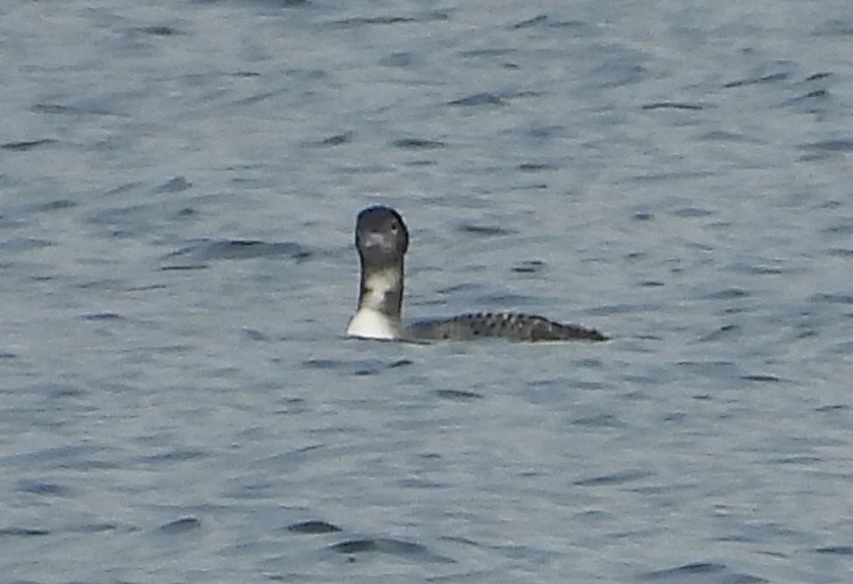 צוללן צפוני - ML644892990