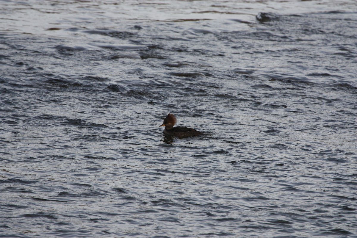 מרגון מקושט - ML644892992