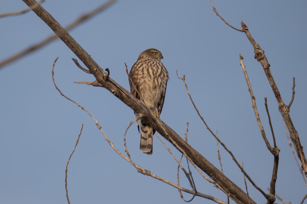 Sharp-shinned Hawk - ML644892993