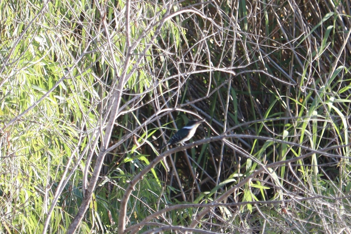 Green Kingfisher - ML644892994