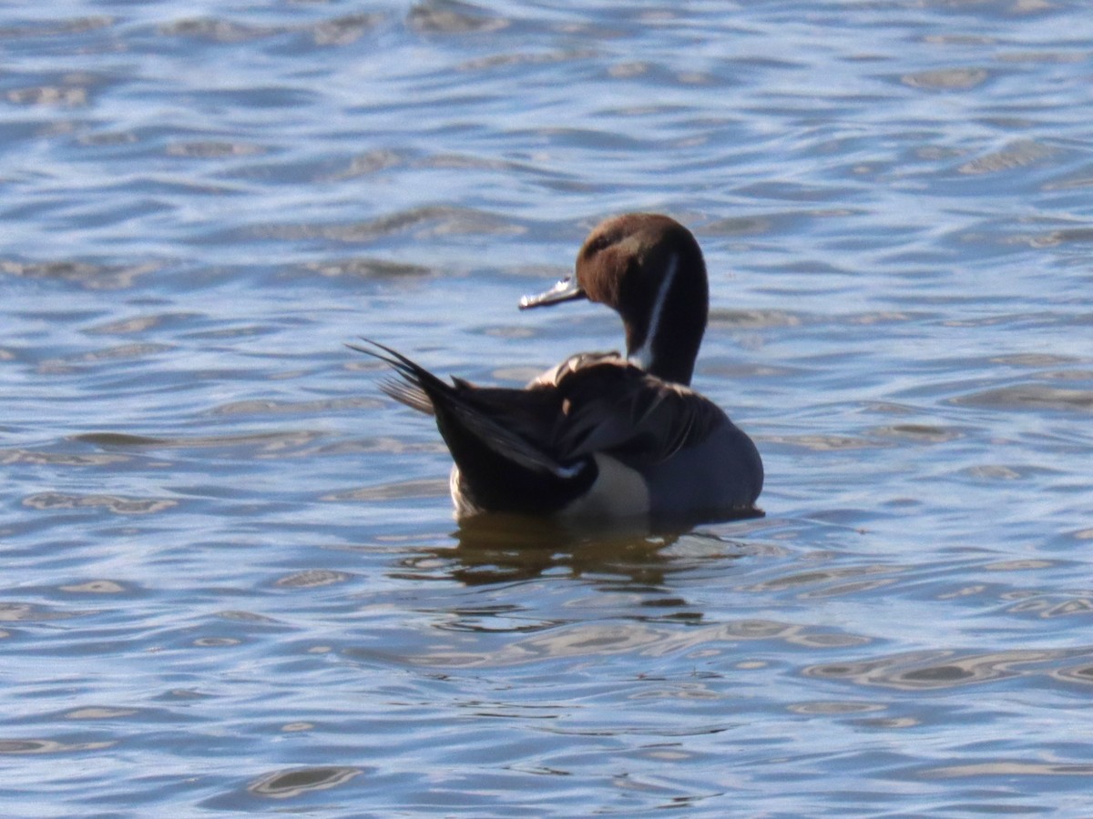 ברווז חד-זנב - ML644892996