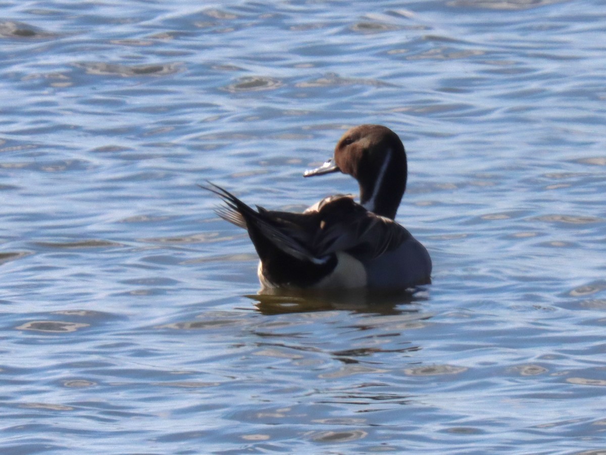ברווז חד-זנב - ML644892997