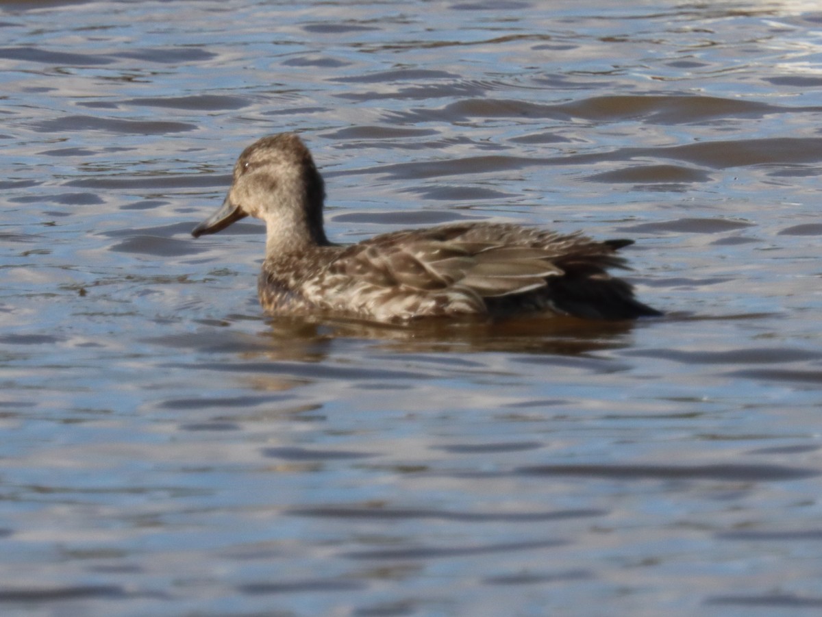 ברווז חד-זנב - ML644892998