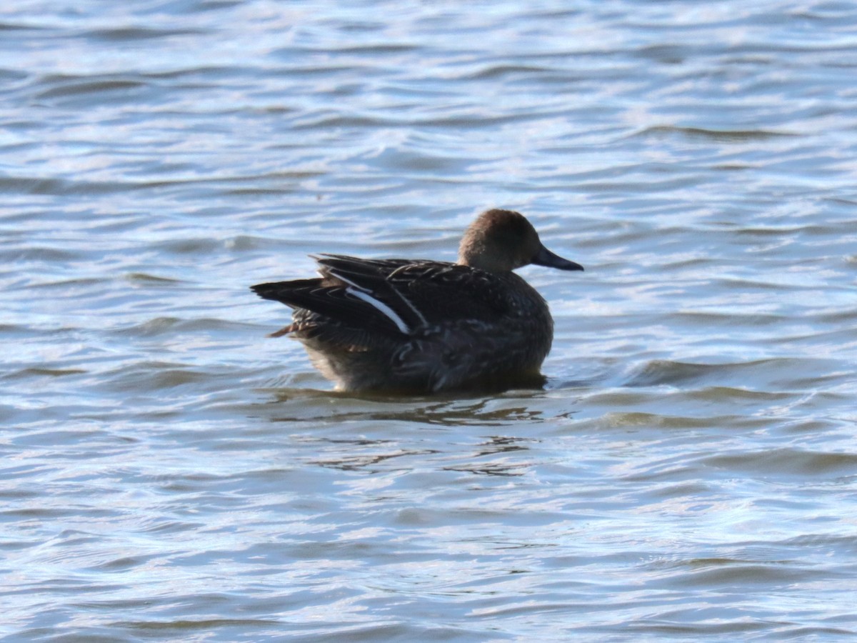 ברווז חד-זנב - ML644892999