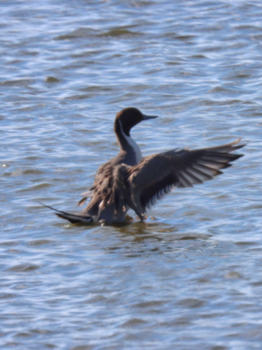 ברווז חד-זנב - ML644893000