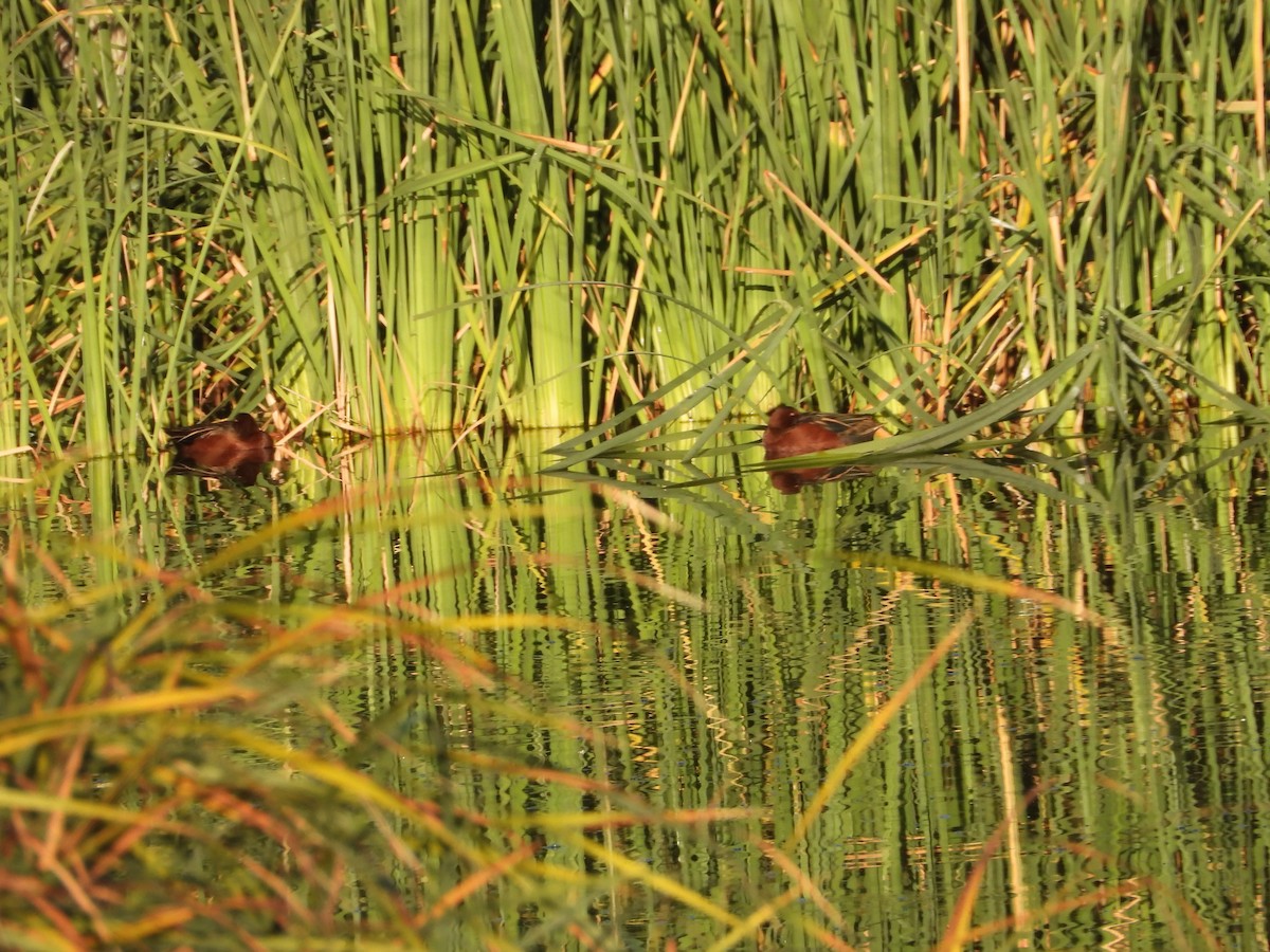 שרשיר קינמון - ML644893001