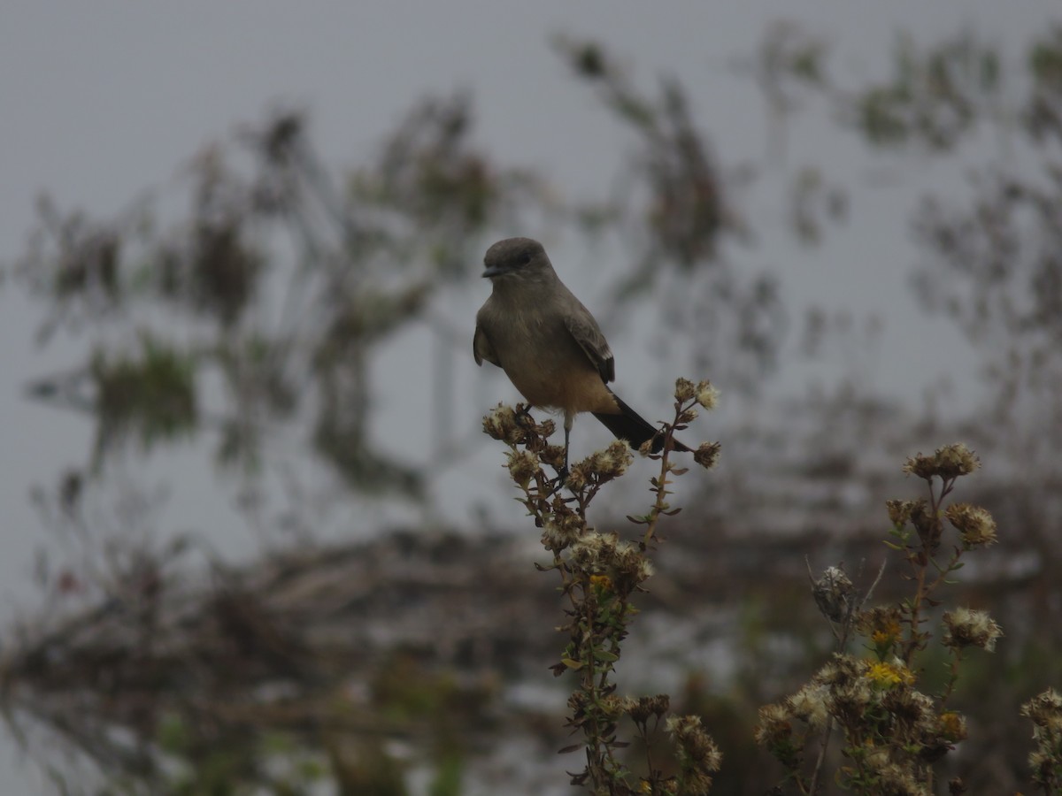 Say's Phoebe - ML644893002