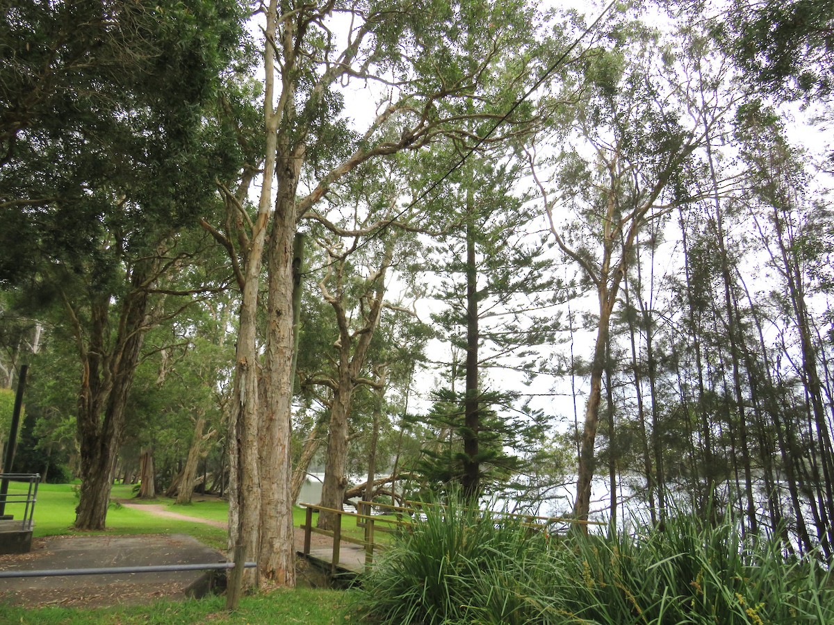 Tawny Frogmouth - ML644893005