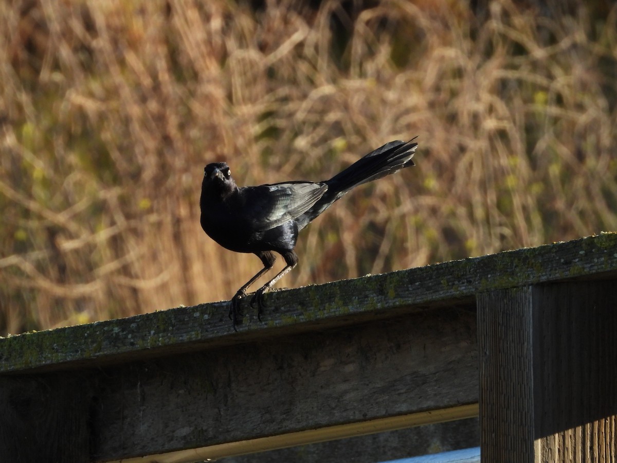 Great-tailed Grackle - ML644893006