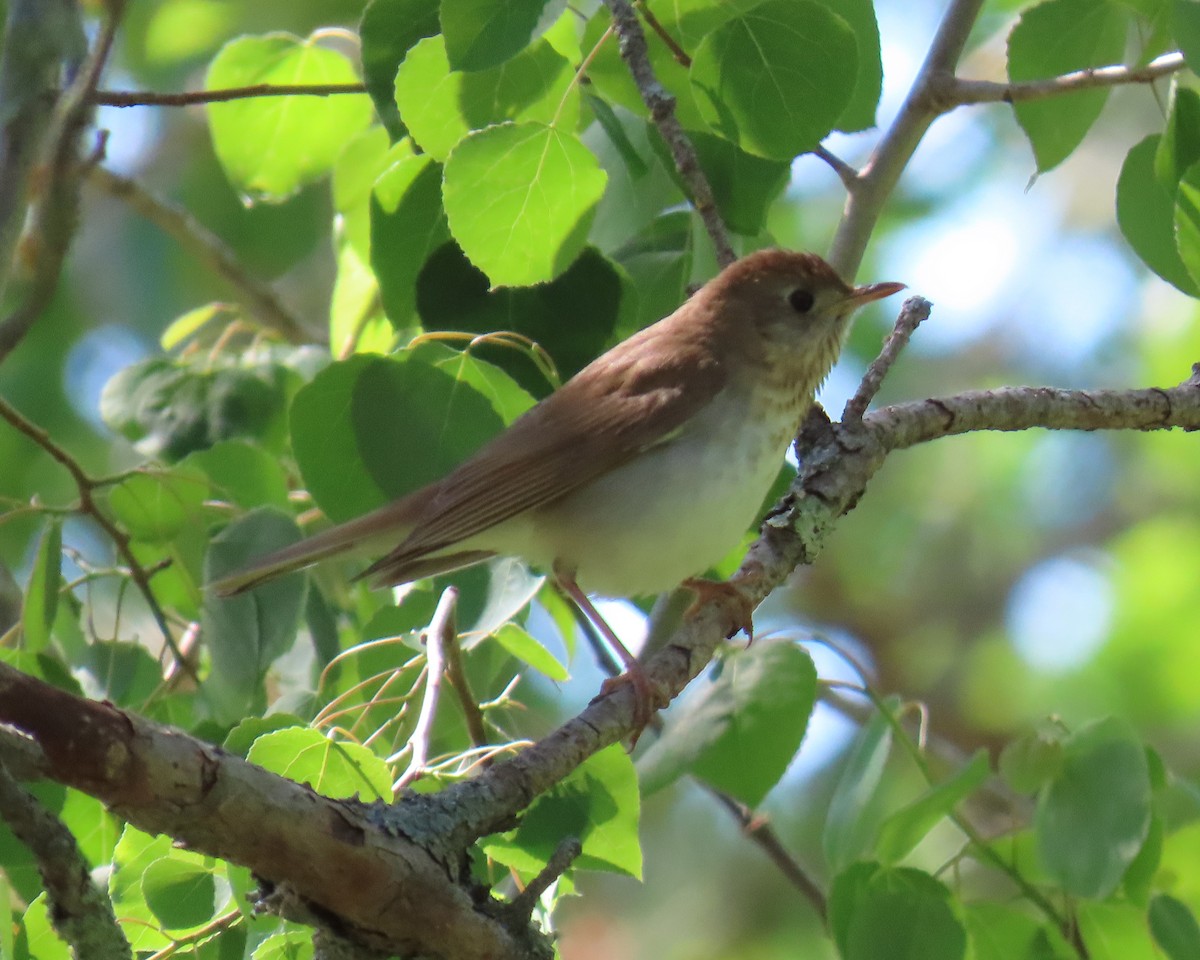 קיכלי חלוד-גב - ML644893007