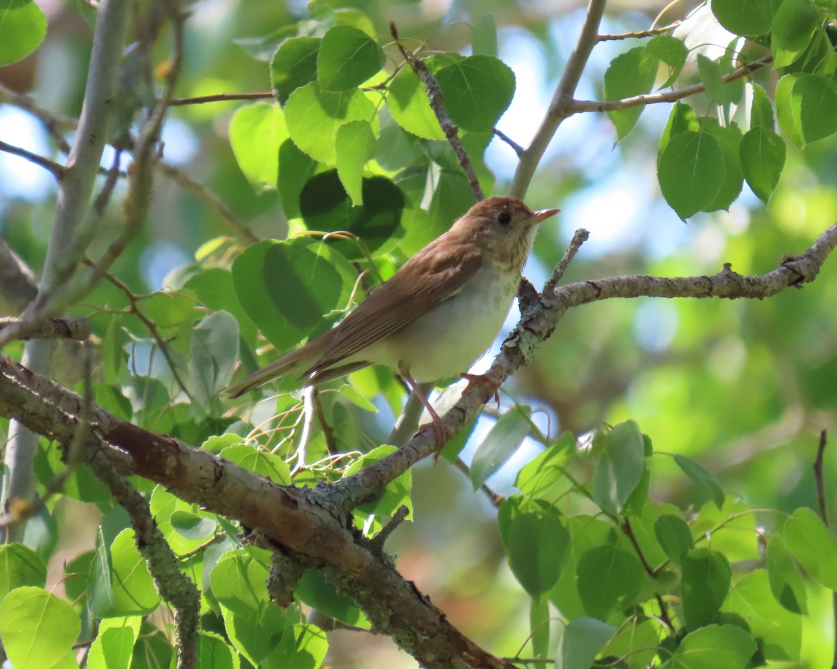 קיכלי חלוד-גב - ML644893008