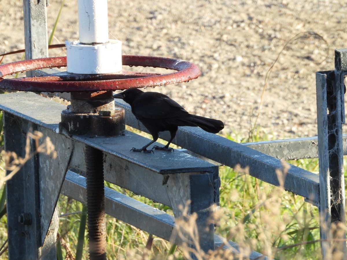 Great-tailed Grackle - ML644893010