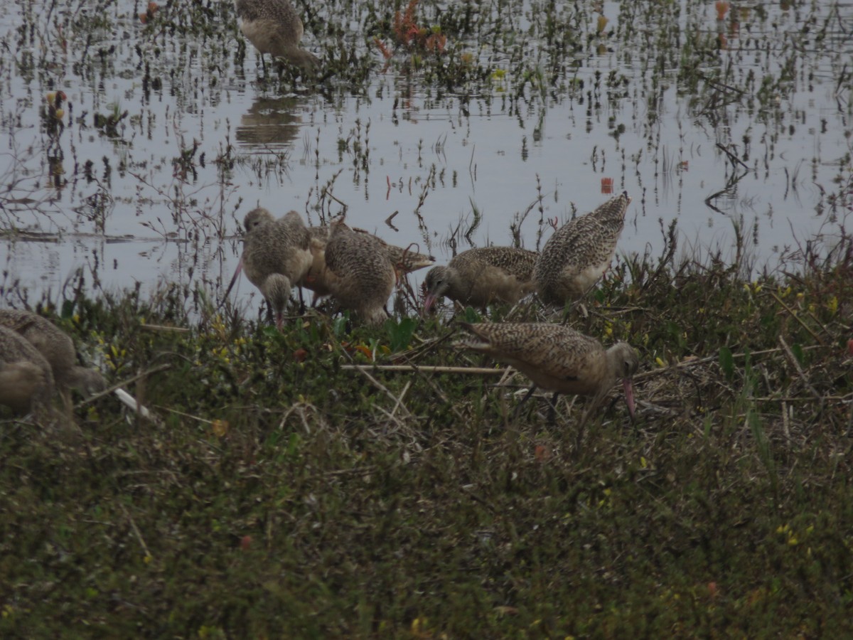 Marbled Godwit - ML644893013