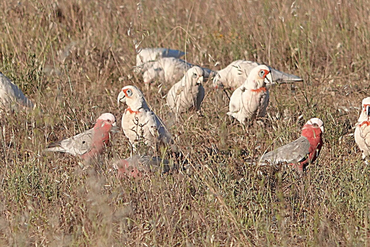 Long-billed Corella - ML644893016