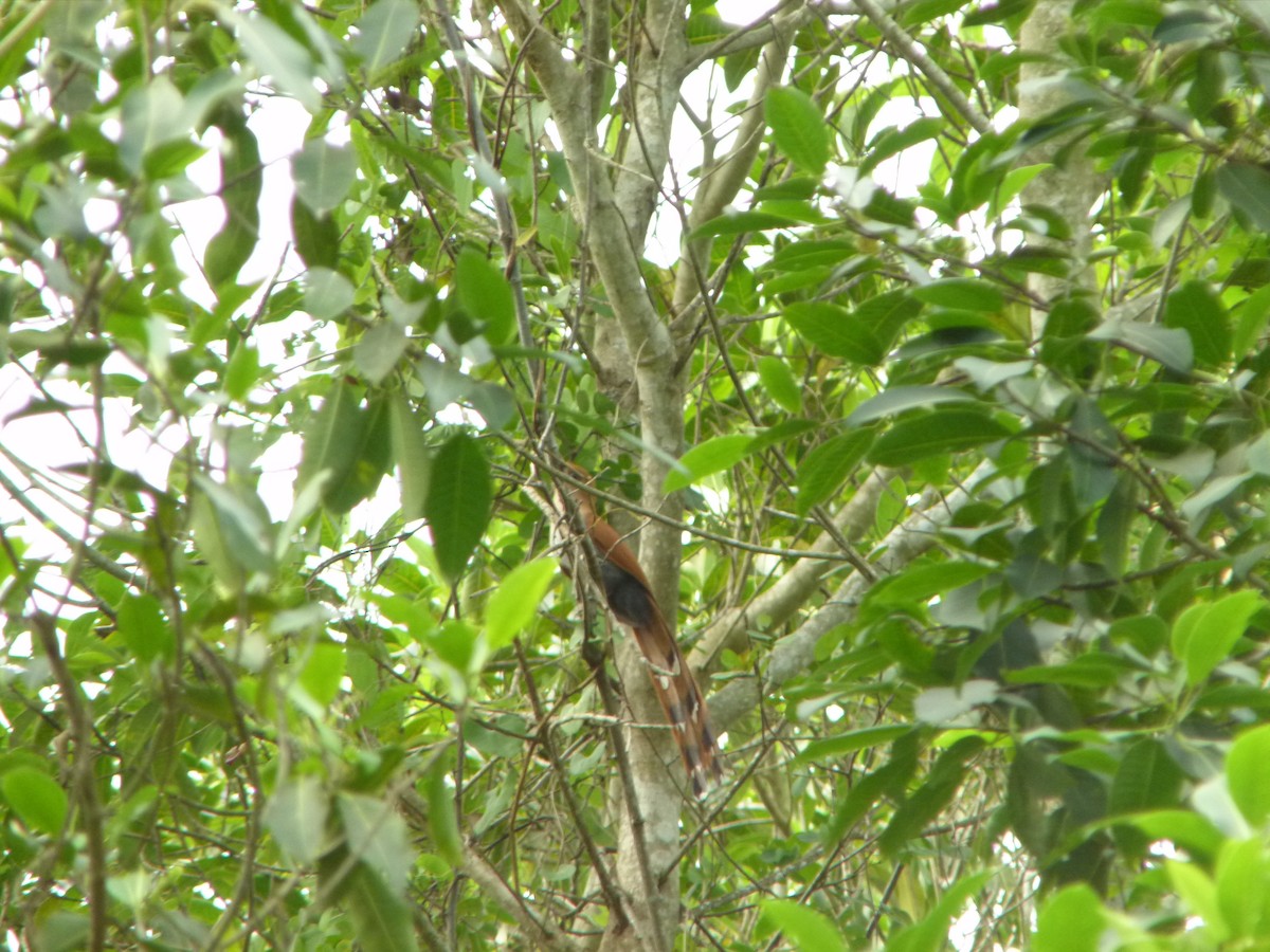 Mexican Squirrel-Cuckoo - ML644893018