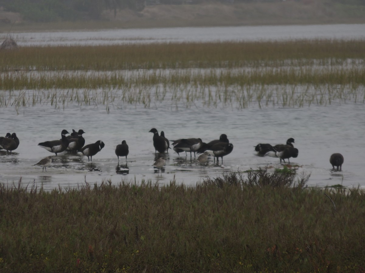 ברנטה כהה - ML644893019