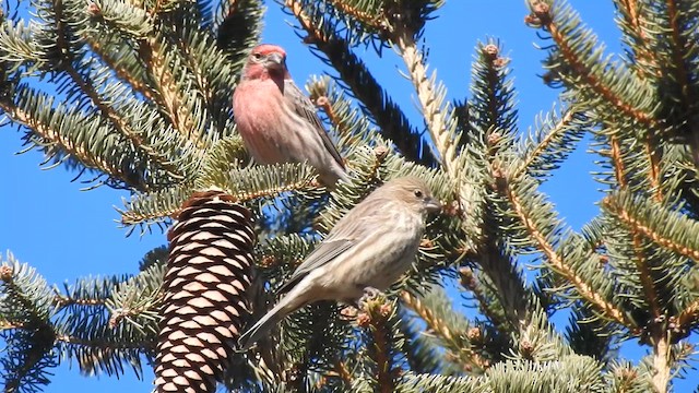House Finch - ML644893021