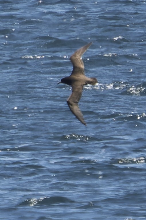 Beyaz Gıdılı Yelkovan - ML644893022