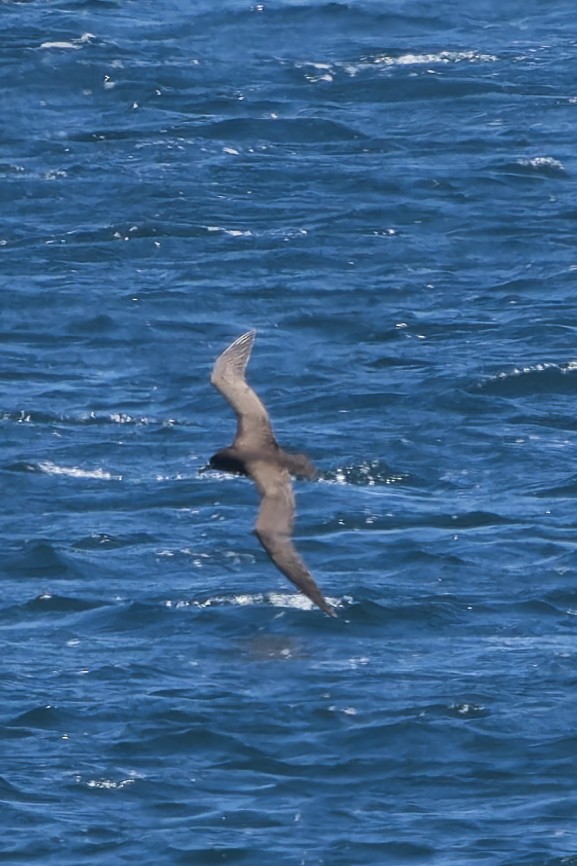 Beyaz Gıdılı Yelkovan - ML644893023