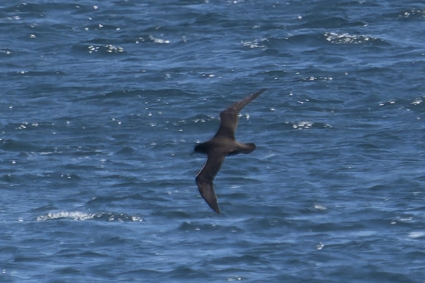 Beyaz Gıdılı Yelkovan - ML644893024