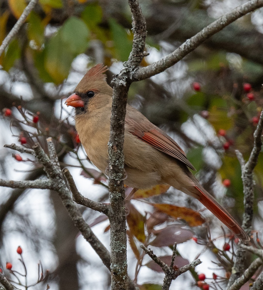 Northern Cardinal - ML644893035