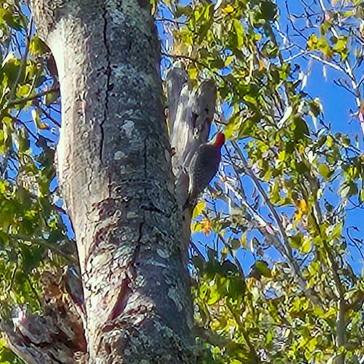 Carpintero de Carolina - ML644893048
