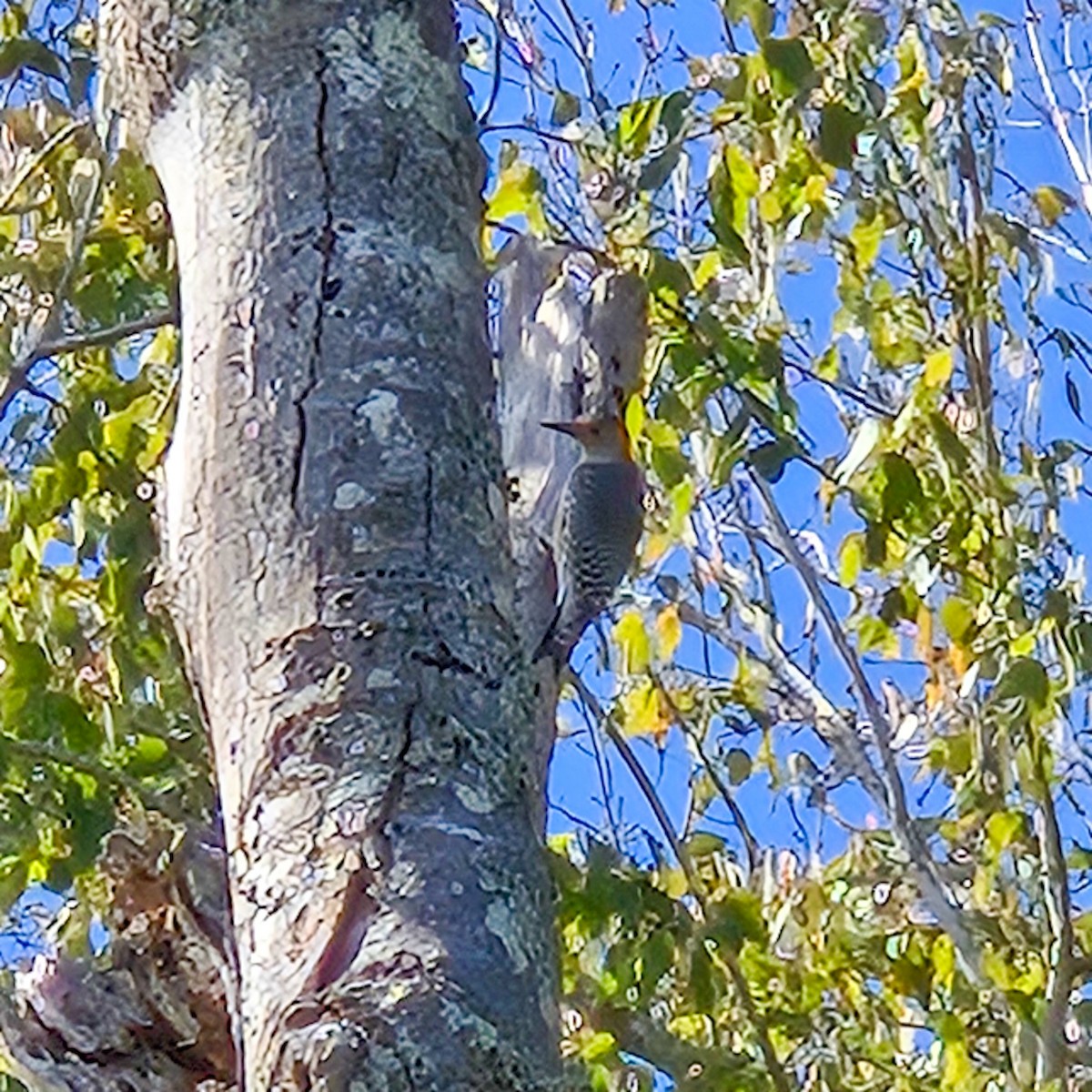 Carpintero de Carolina - ML644893049