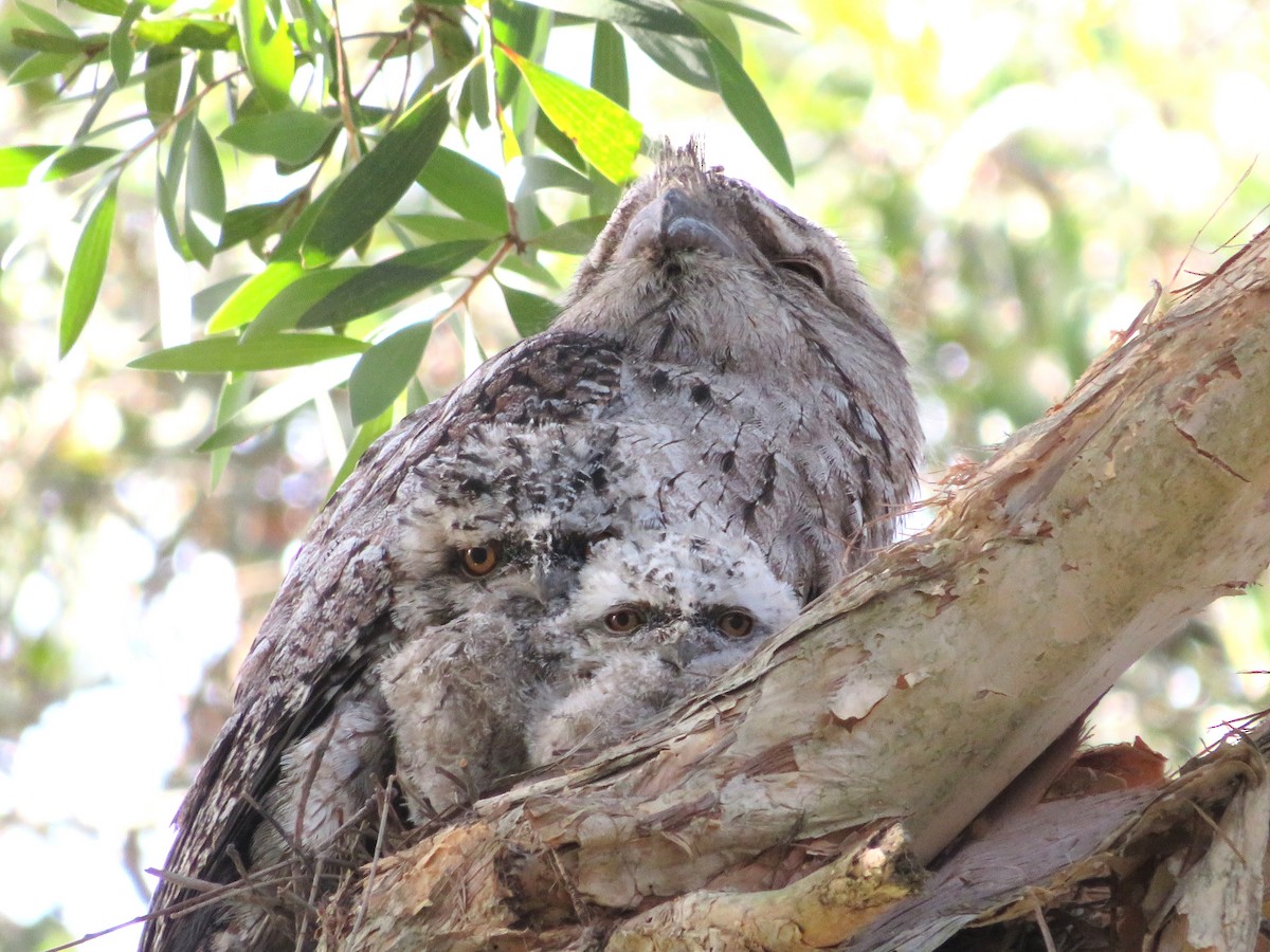 Tawny Frogmouth - ML644893060