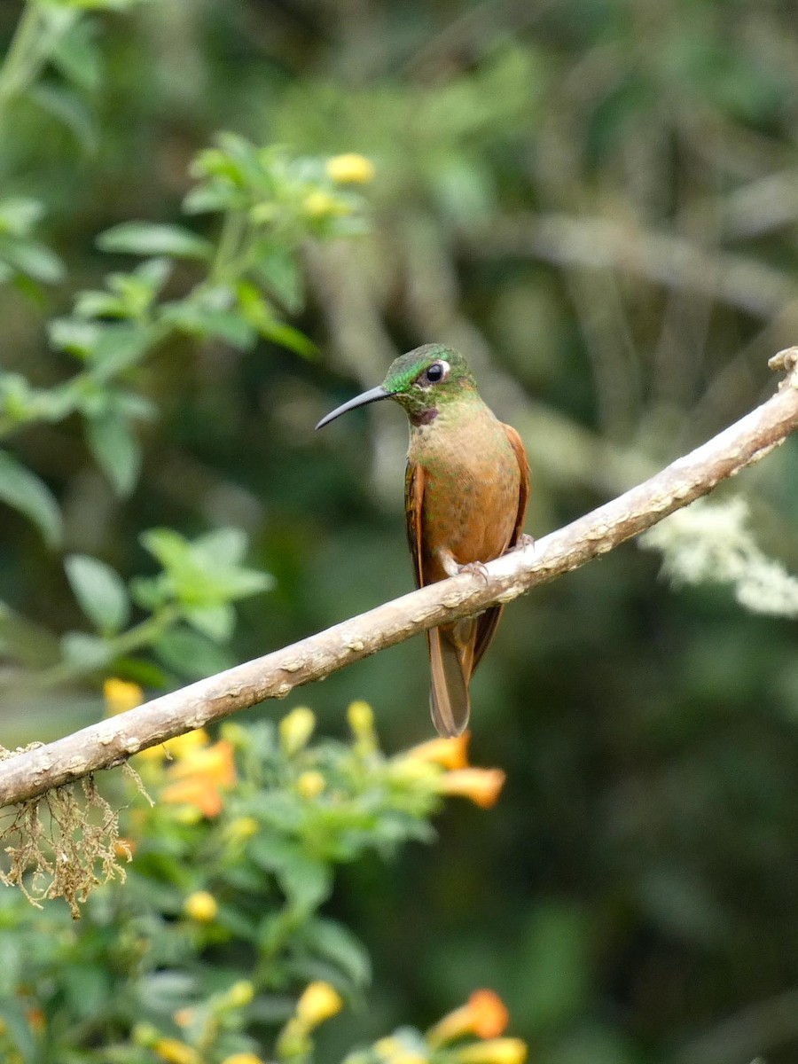 Fawn-breasted Brilliant - ML644893096