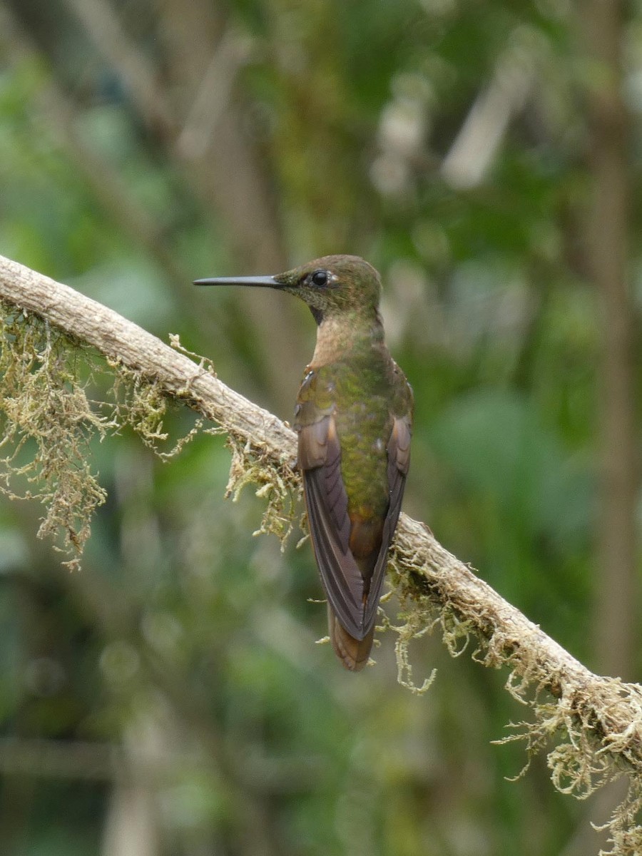 Fawn-breasted Brilliant - ML644893097