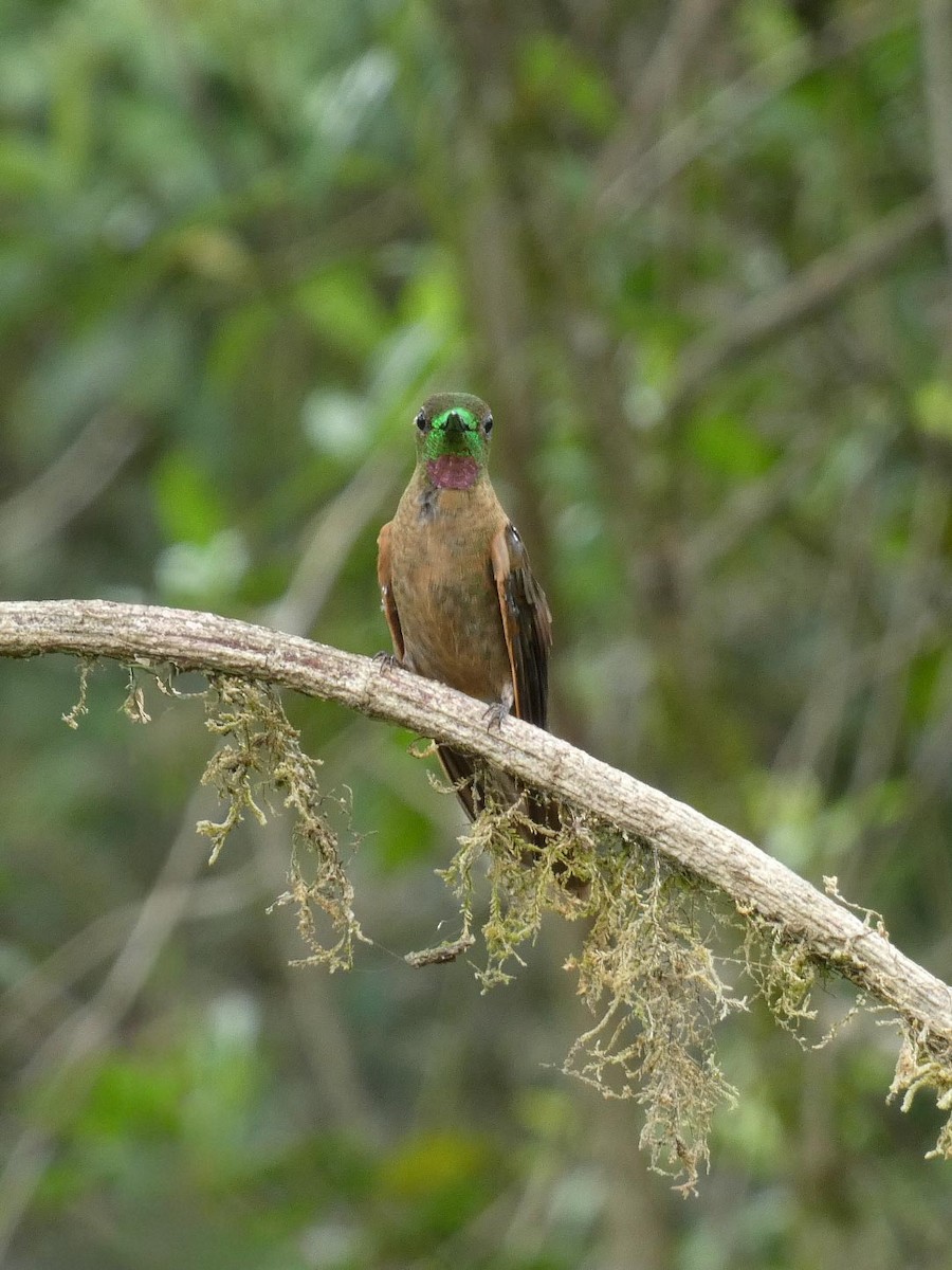 Fawn-breasted Brilliant - ML644893098