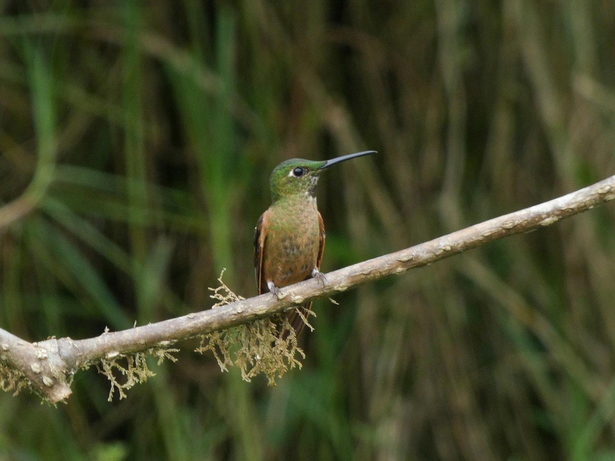 Fawn-breasted Brilliant - ML644893099