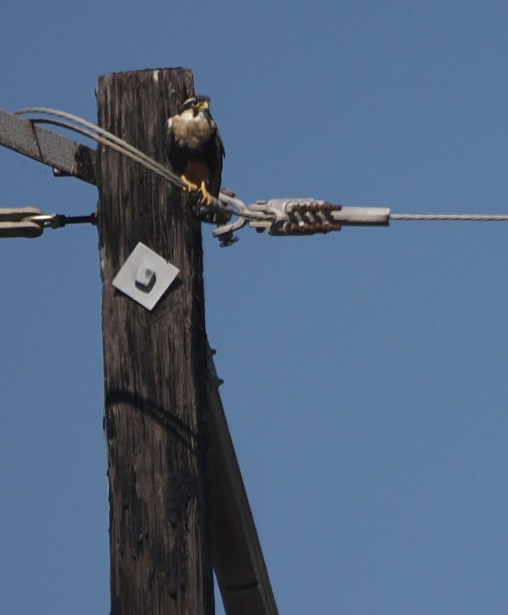 Aplomado Falcon - ML644893114