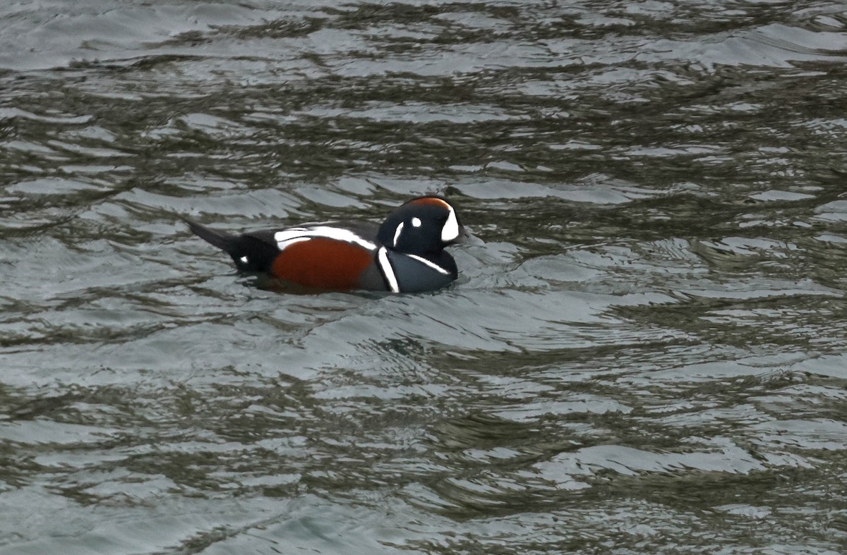 Harlequin Duck - ML644893143