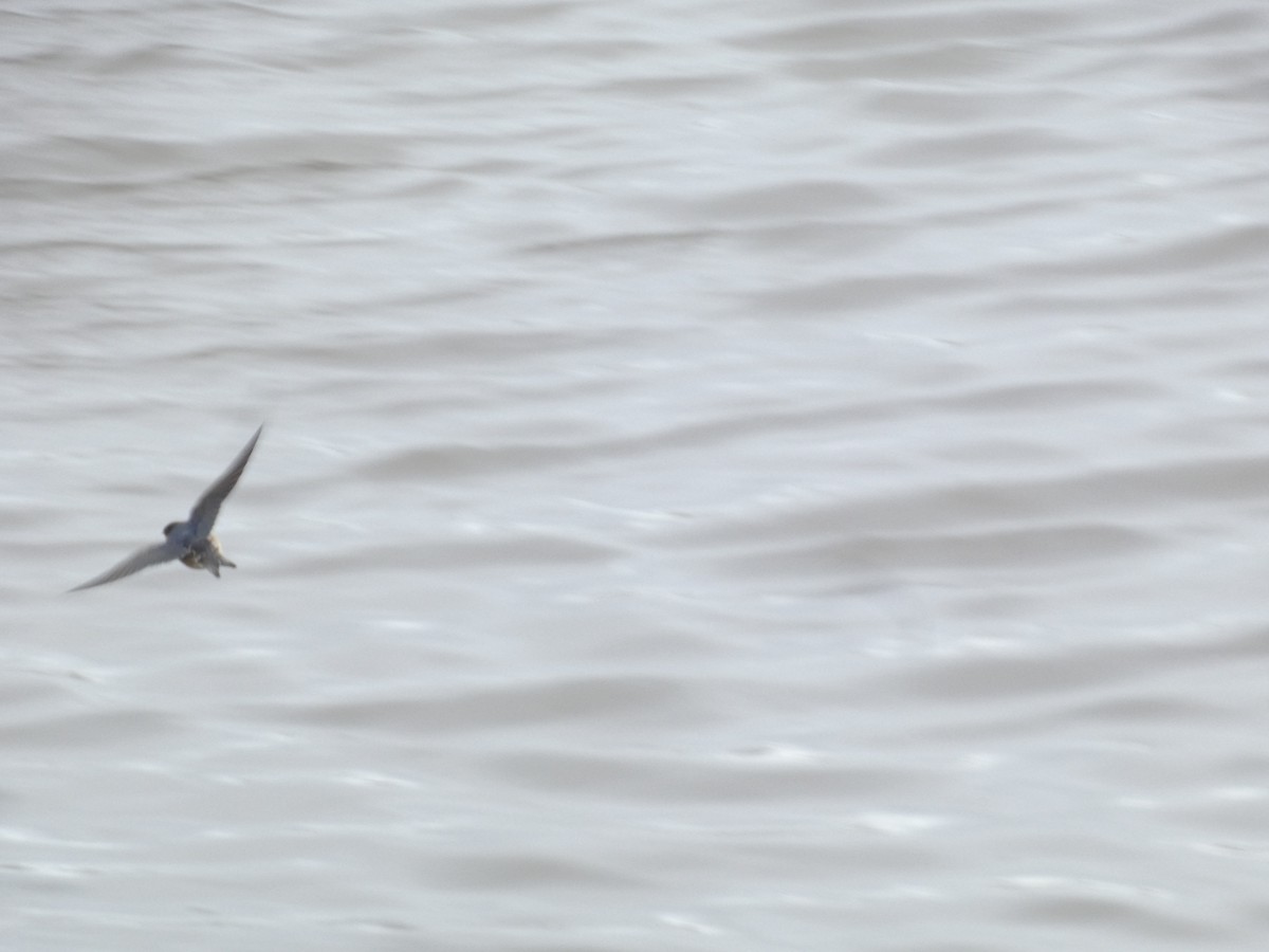 Barn Swallow - ML644893157