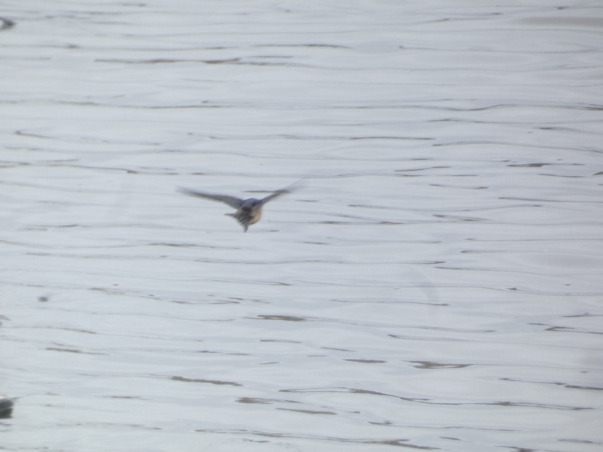 Barn Swallow - ML644893158