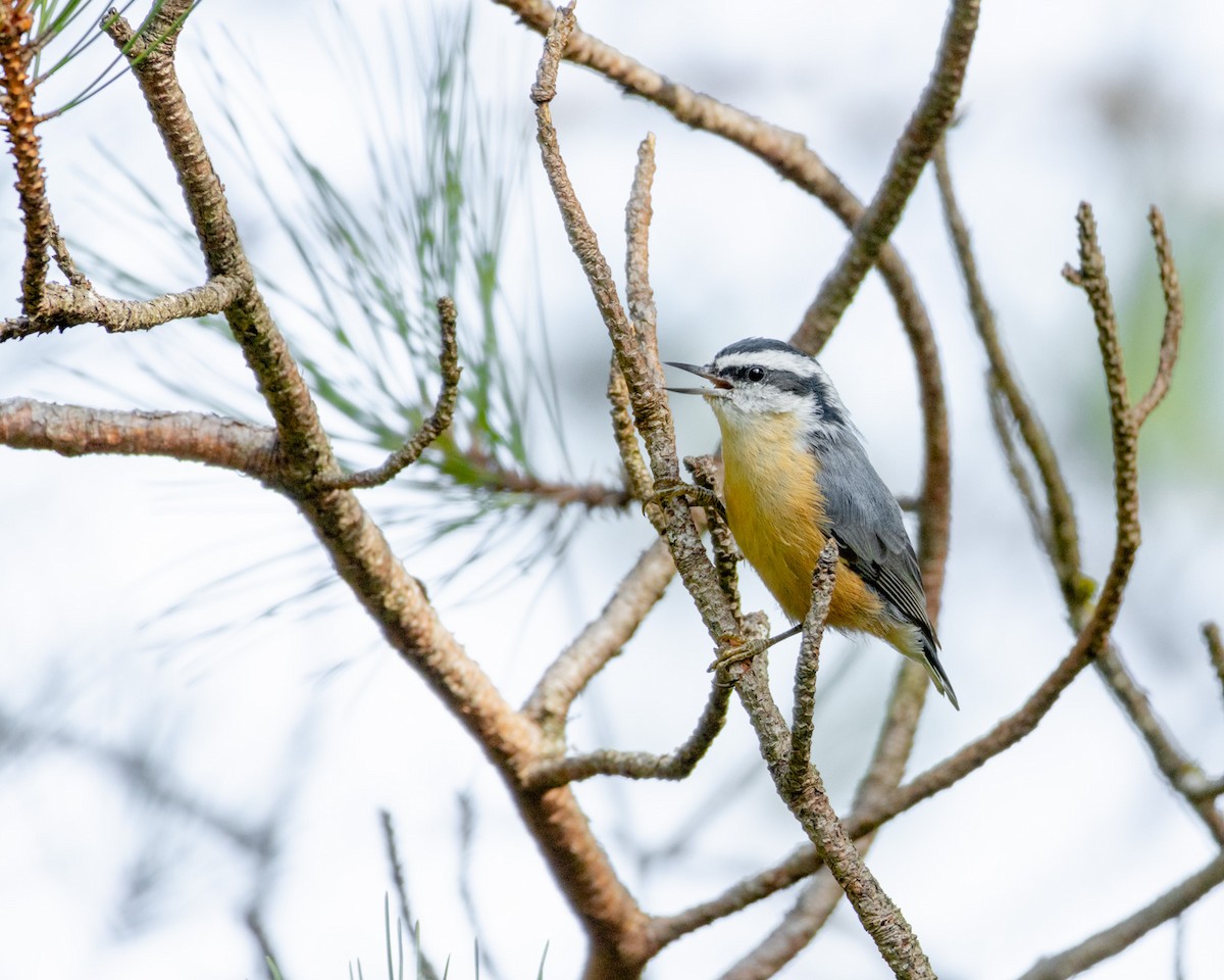 Red-breasted Nuthatch - ML644893172
