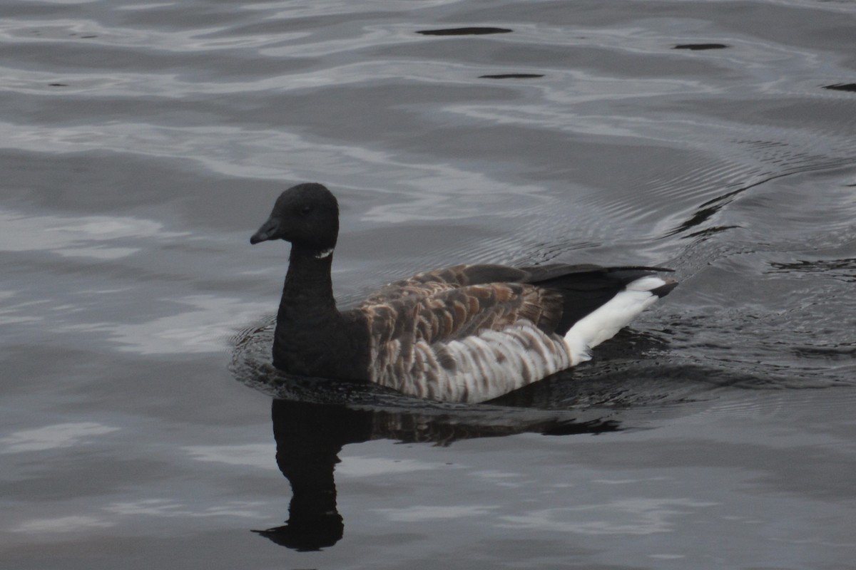Brant - ML644893173