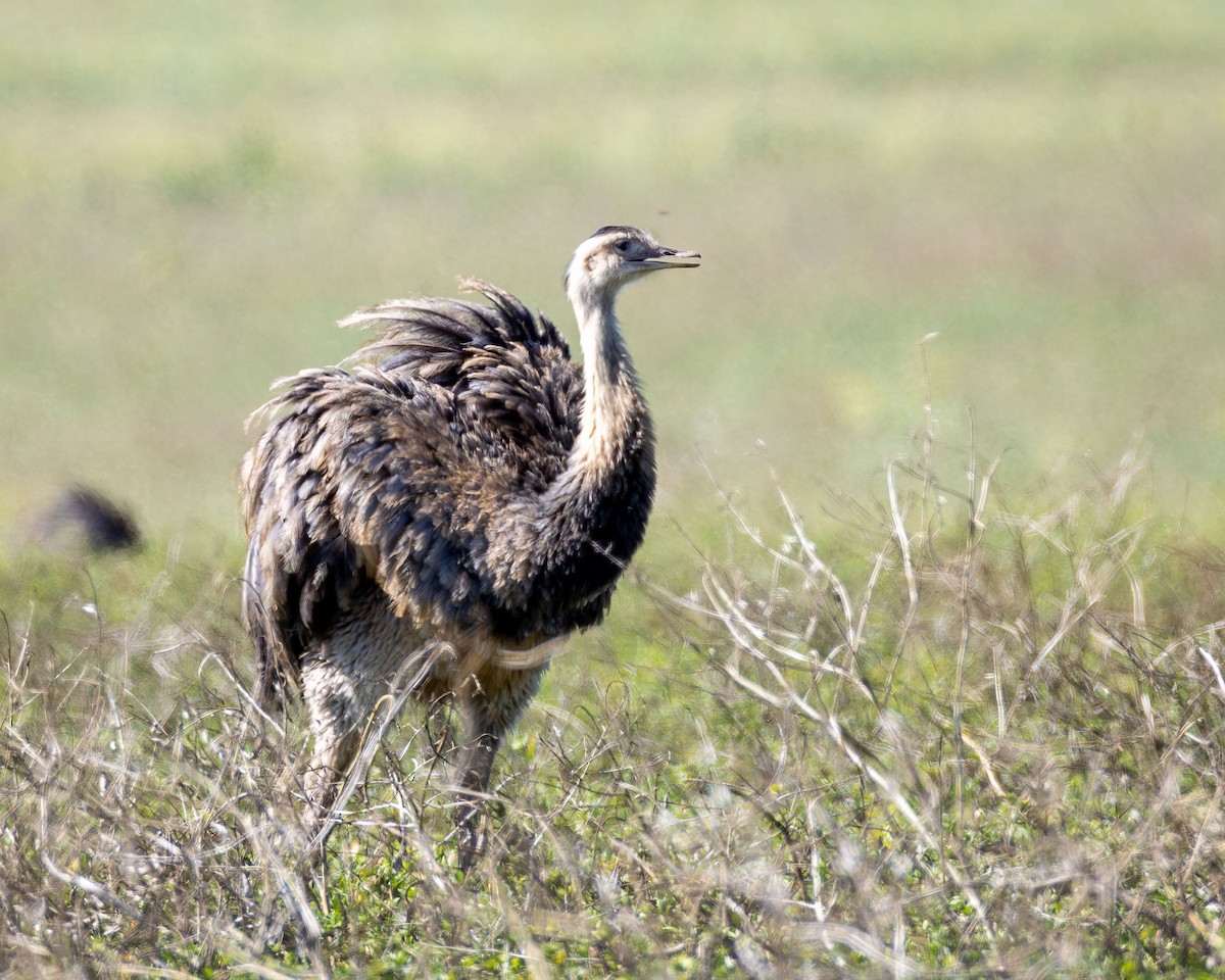 Greater Rhea - ML644893180