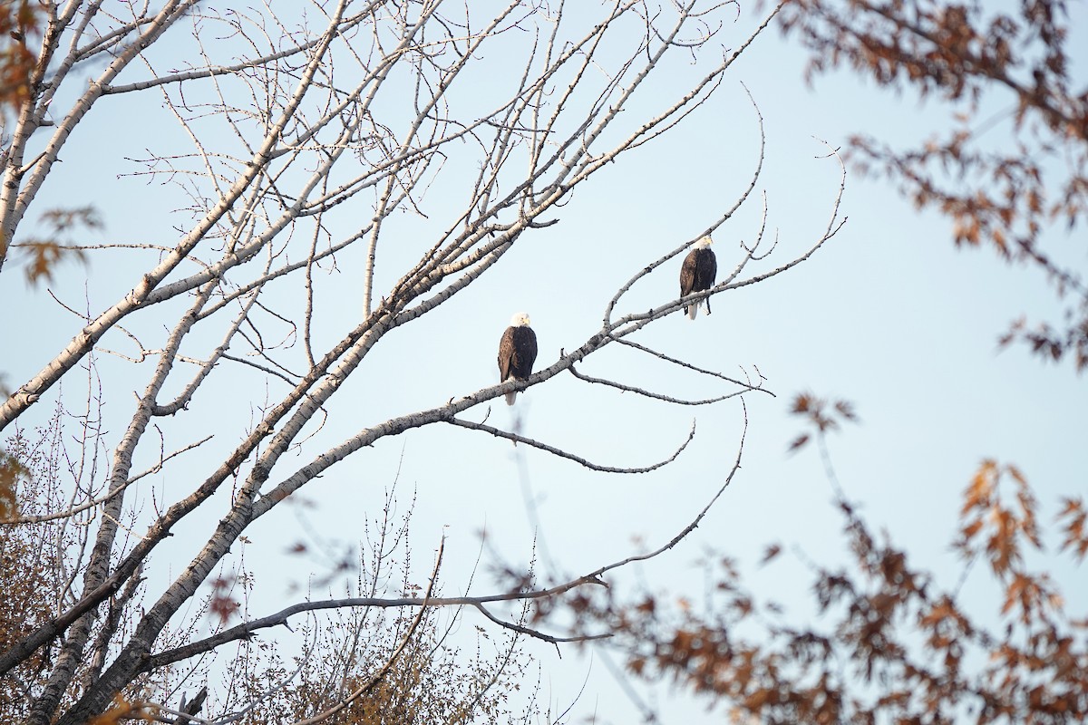 Bald Eagle - ML644893181