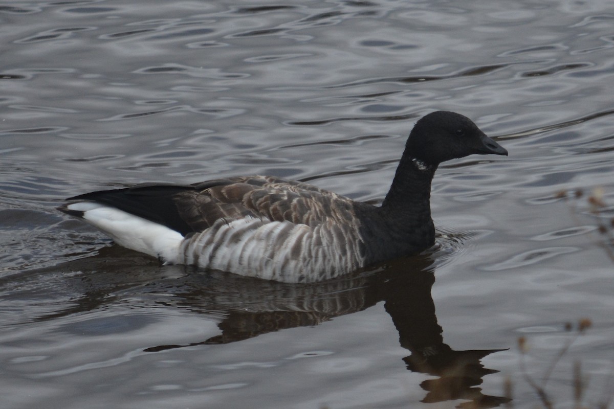 Brant - ML644893192