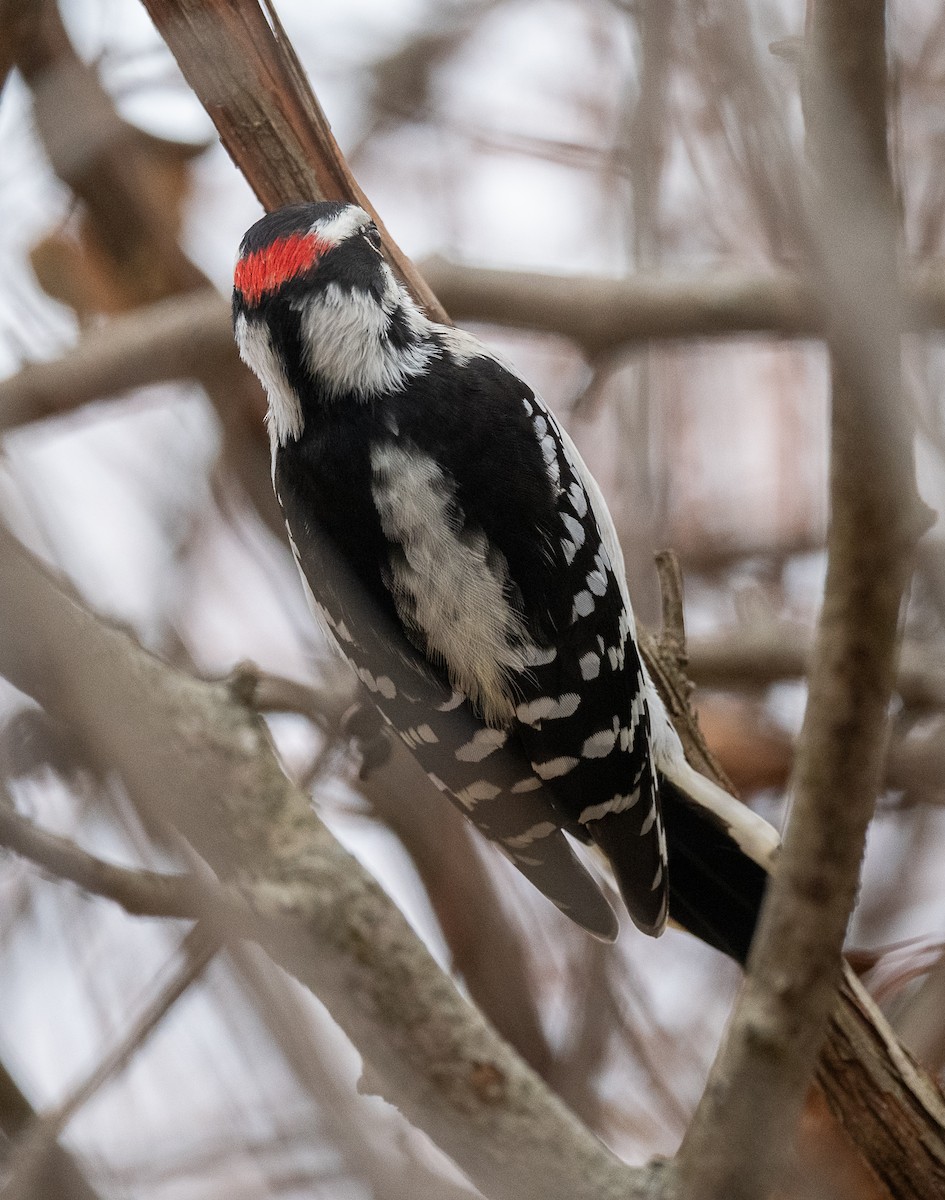 Downy Woodpecker - ML644893211
