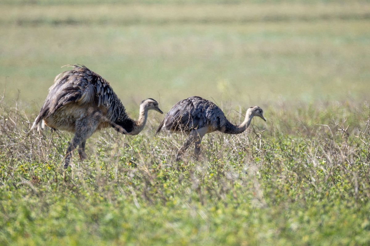 Greater Rhea - ML644893213