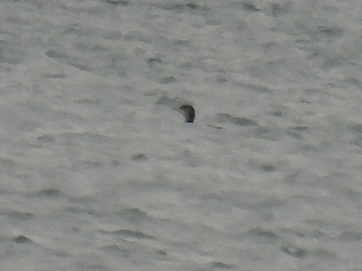 loon sp. - ML644893214