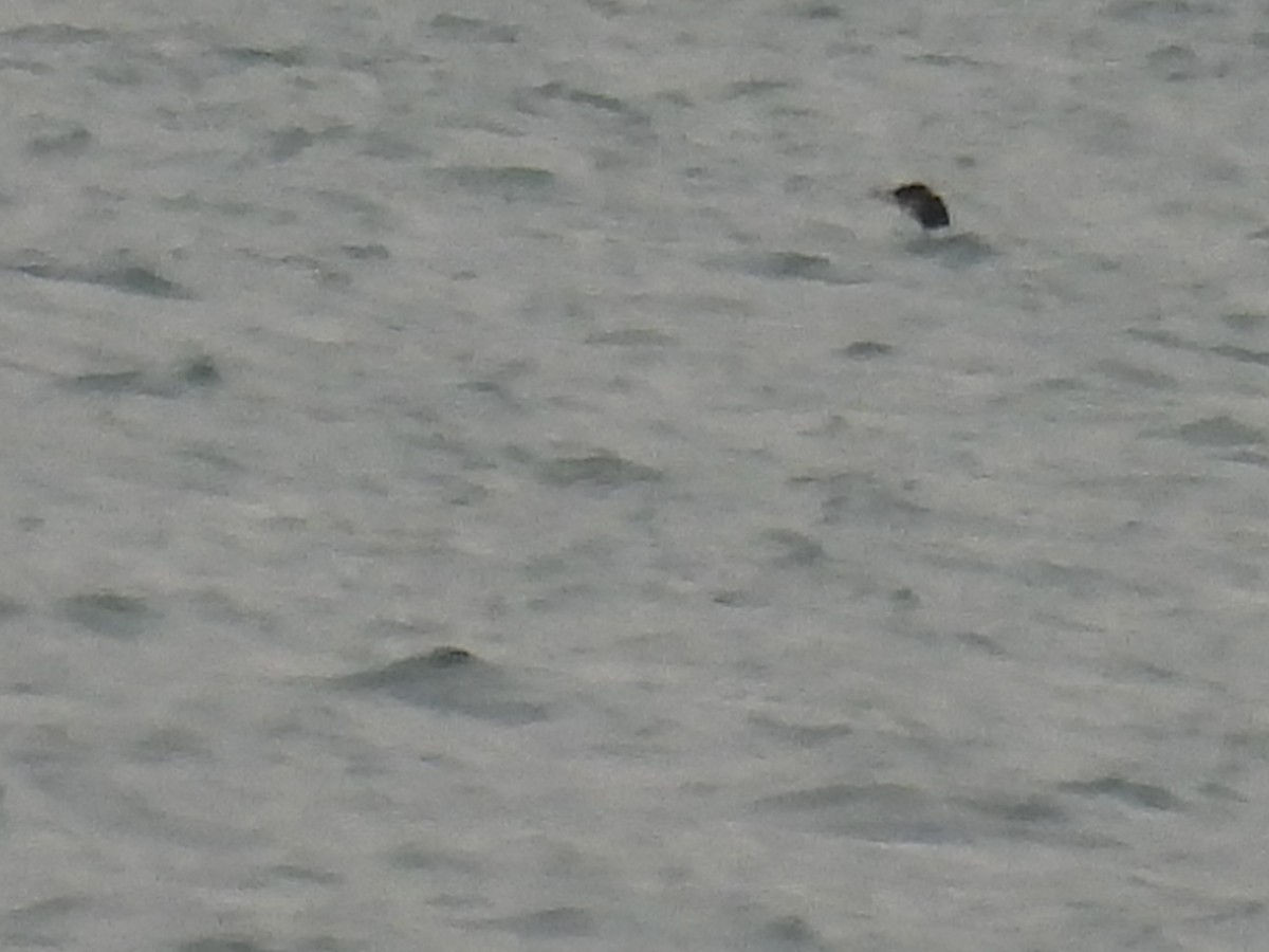 loon sp. - ML644893215