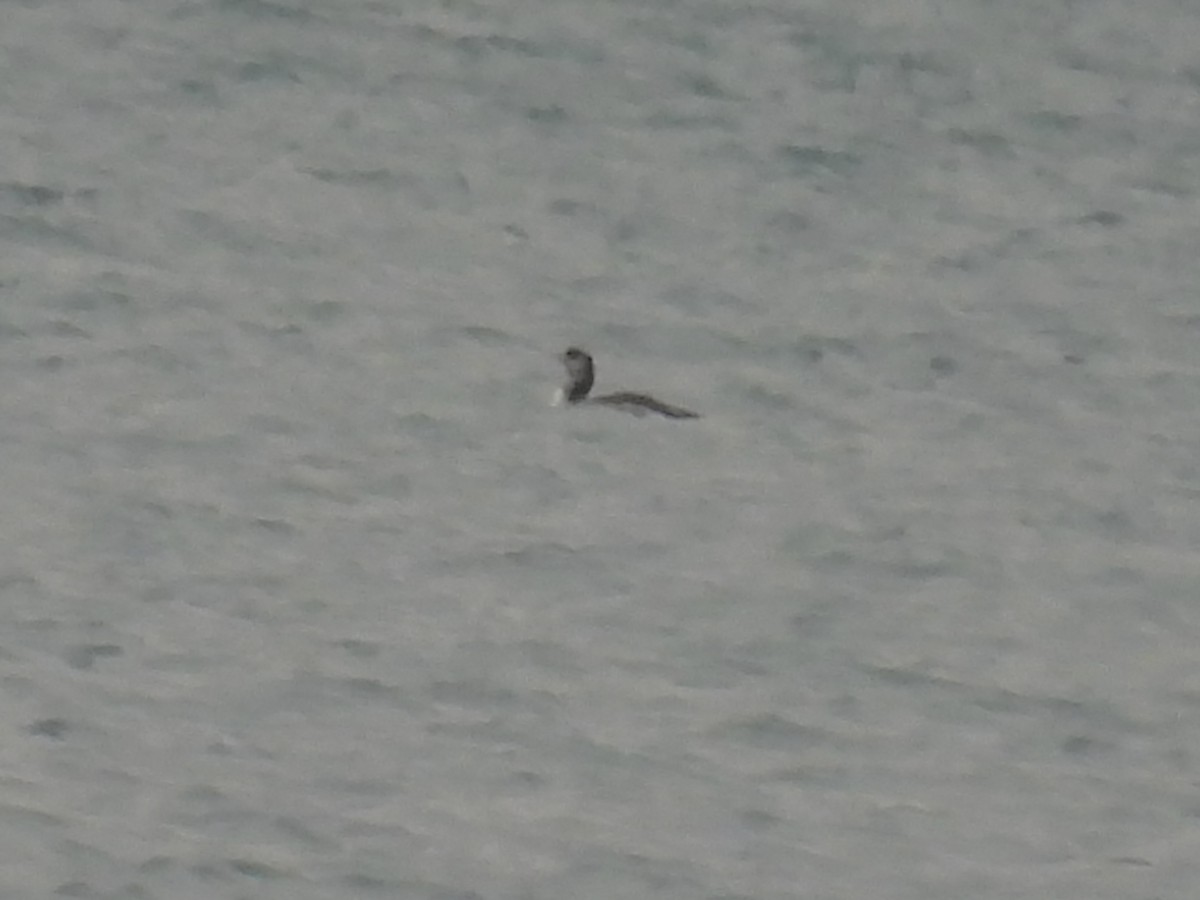 loon sp. - ML644893216