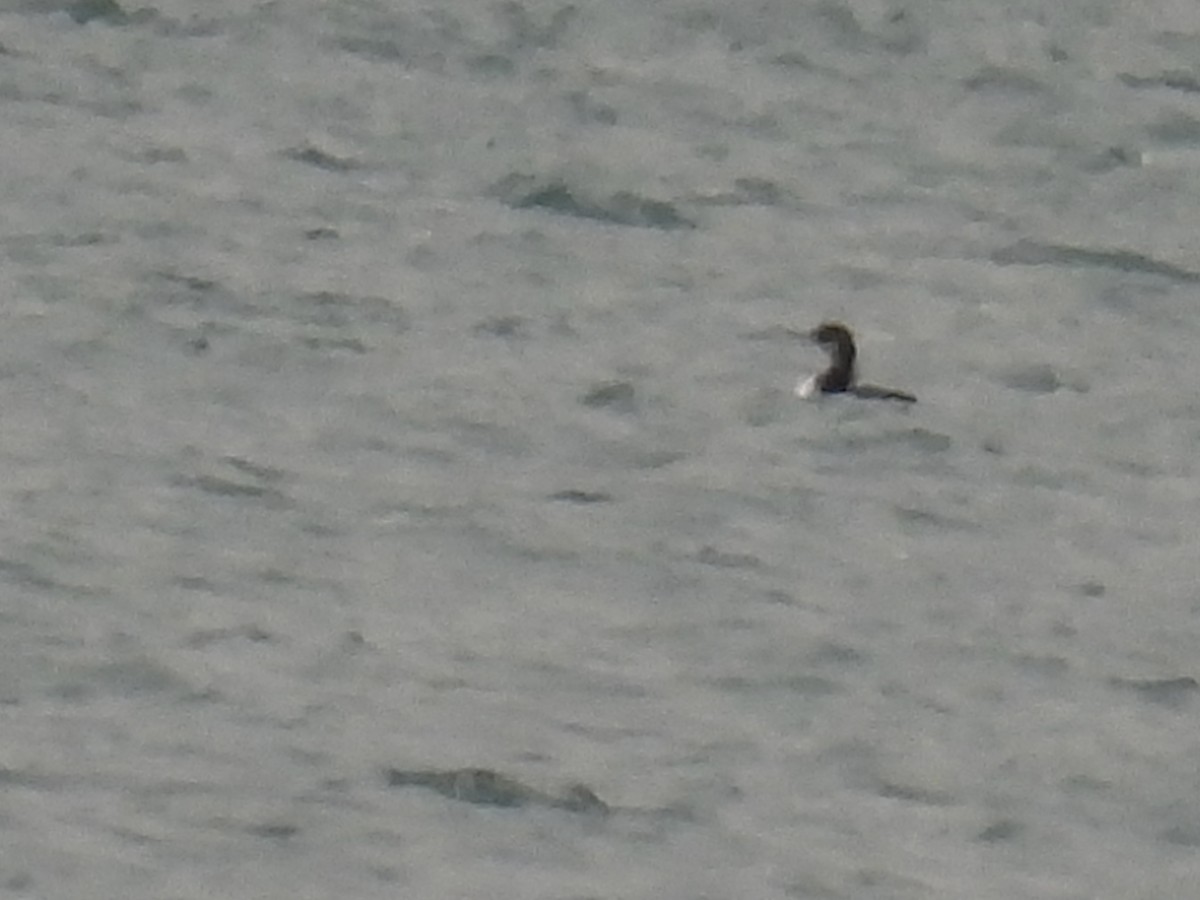 loon sp. - ML644893217