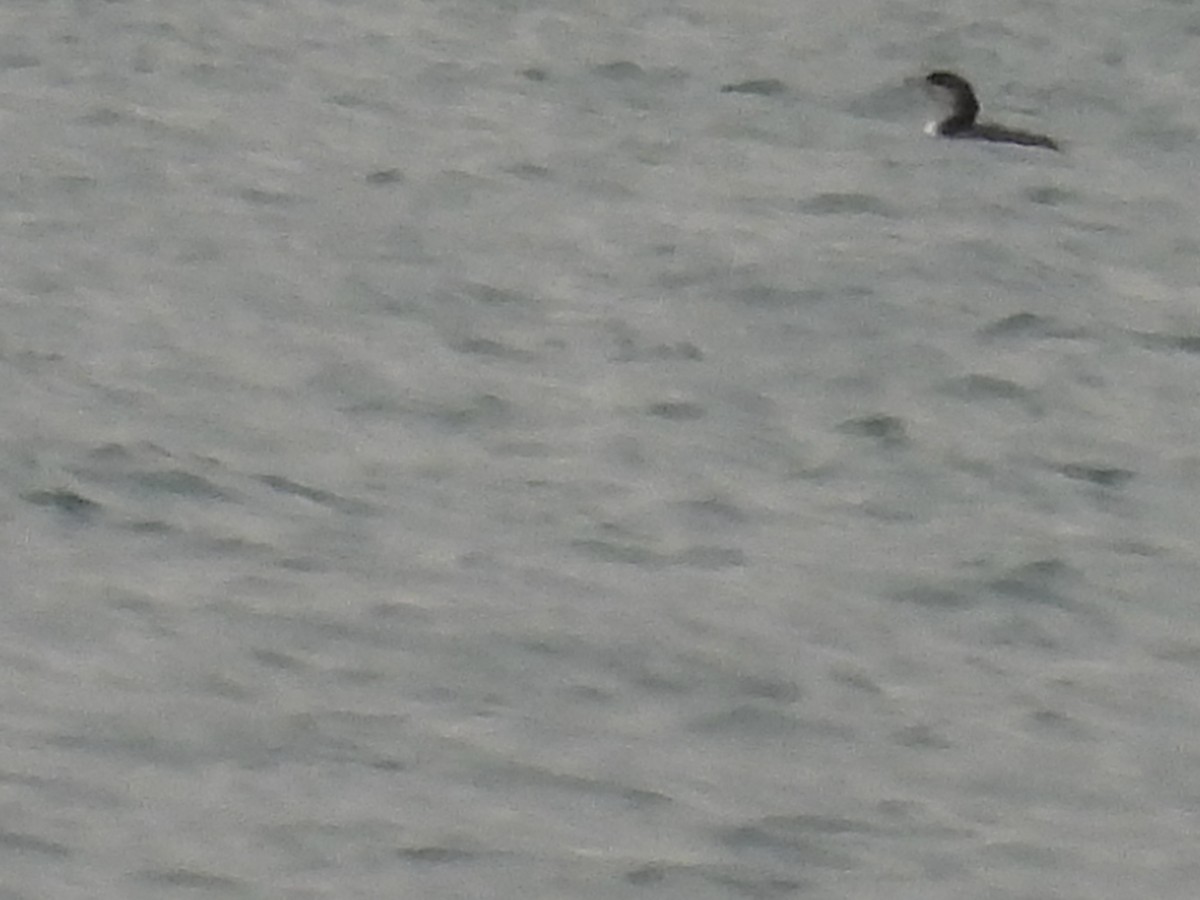 loon sp. - ML644893218