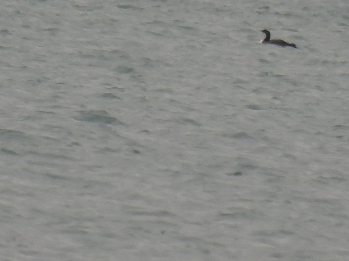 loon sp. - ML644893219