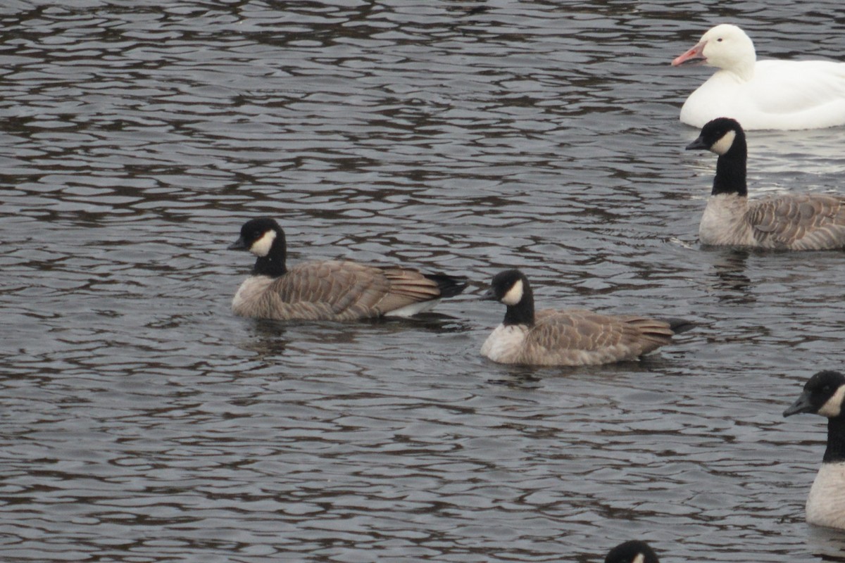 Cackling Goose - ML644893220